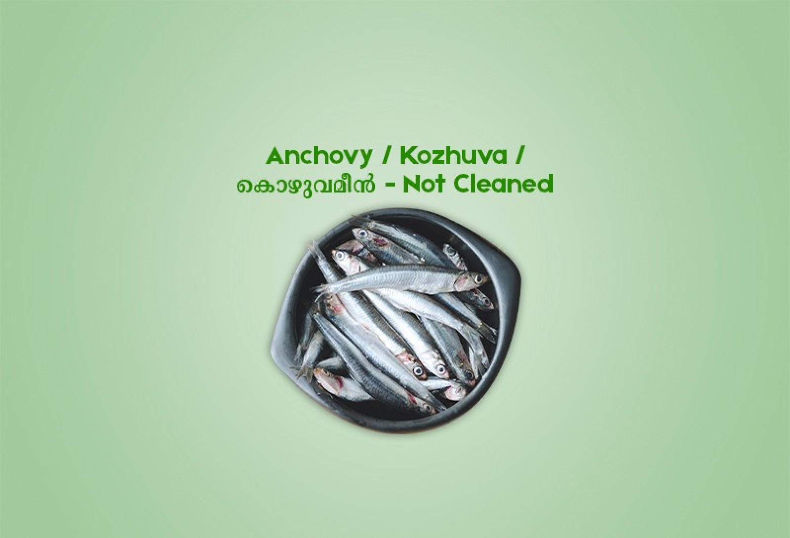 Anchovy  /  Kozhuva  /  കൊഴുവമീൻ (500gm) - Not Cleaned
